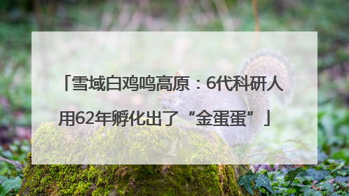 雪域白鸡鸣高原：6代科研人用62年孵化出了“金蛋蛋”
